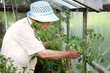 The old woman in a hothouse at bushes