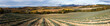 panoramique champ de lavande en automne