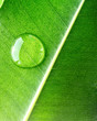 Water drop on green leaf