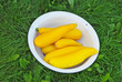 Yellow Zucchinies in the bowl Yellow Zucchinies in the bowl