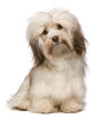 Beautiful chocolate havanese dog