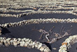 Wine growing in volanic region La Geria Lanzarote