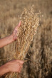 Woman hands holding oats