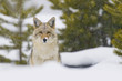 Coyote in Snow Storm. Yellowtone National Park, Wyoming.