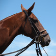 Photo: Polo Pony Polo Pony