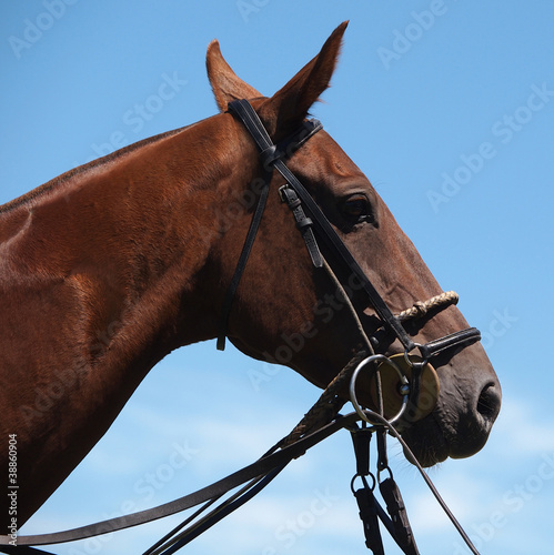 Photo: Polo Pony Polo Pony