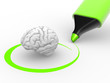Brain