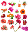 red flowers collection
