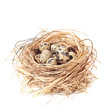 Photo: Nest Of Quail Eggs Nest Of Quail Eggs