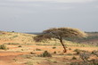 acacia nella savana