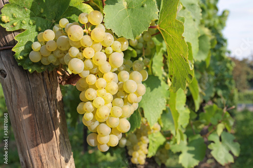 Photo: Weinbeeren Weinbeeren