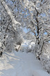 Snowy lane Snowy lane