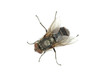 fly