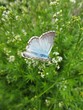 papillon