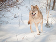 Attentive Wolf