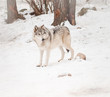 Adult male wolf