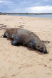 Toter Seelöwe. Fox Beach. Australien