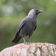 Jackdaw - Corvus monedula