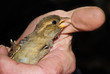 bird in hand
