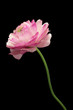 Pink ranunculus isolated on black background