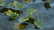 Native vegetation in Florida swamps