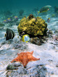 Cushion sea-star with coral and fish Cushion sea-star with coral and fish