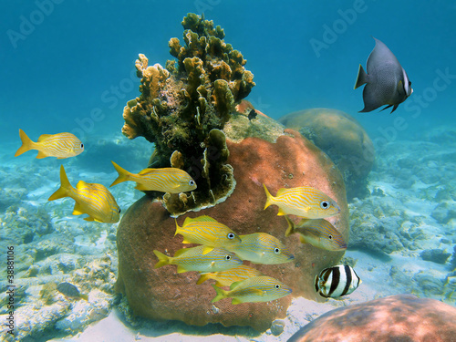 Photo: Hard coral with fishes Hard coral with fishes