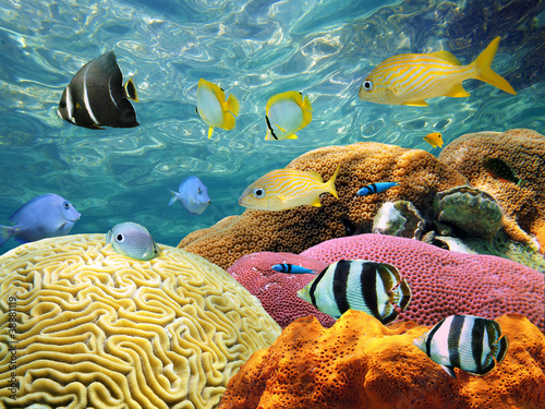 Photo: Underwater surface Underwater surface