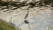 Tri-color heron in a Florida lake