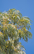 flowering Eucalyptus branches against blue sky