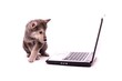 Wolfshund Welpe sitzend am Laptop