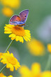 Butterfly - Purple-shot Copper - Lycaena alciphron Butterfly - Purple-shot Copper - Lycaena alciphron