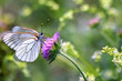 White butterfly - Black-veined White butterfly, Aporia crataegi White butterfly - Black-veined White butterfly, Aporia crataegi