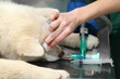 Veterinary surgery cleaning eye