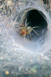 Funnel Web Weaver Grass Spider Funnel Web Weaver Grass Spider