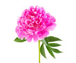 pink peony flower