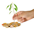 Planting avocado seedling to pile of coins Planting avocado seedling to pile of coins