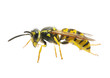 wasp