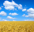 A fényképek részletei wheat