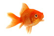 Orange Goldfish on White