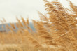 Rye