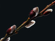 Willow twig isolated on black background