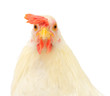 Hen head