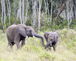 African Bush Elephants African Bush Elephants