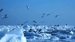 Video: Frozen Black Sea Frozen Black Sea