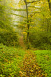 Autumn in the forest