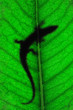 Lizard on leaf