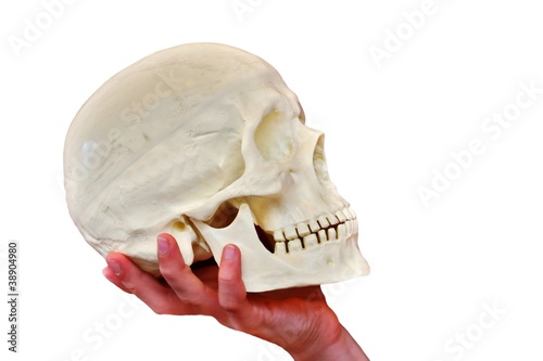 Photo: skull and white background skull and white background