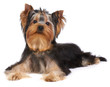 Puppy of the Yorkshire Terrier Puppy of the Yorkshire Terrier