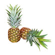 two pineapples on white two pineapples on white